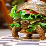 Tortoise sandwich