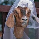 goat wedding