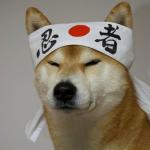 JAPANDOG