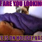 Making Plans | WHAT ARE YOU LOOKING AT? TACLIVE IS ON HOLIDAY VACATION | image tagged in making plans grumpy,memes,taclive on vacation,grumpy house-sitting | made w/ Imgflip meme maker