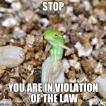 Jeweled Chameleon | STOP; YOU ARE IN VIOLATION OF THE LAW | image tagged in jeweled chameleon | made w/ Imgflip meme maker