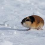 Lemming