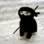 Ninja kitty 