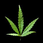 Cannabis/Marijuana leaf