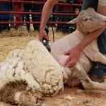 Sheep Shearing meme