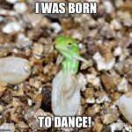 Jeweled Chameleon | I WAS BORN; TO DANCE! | image tagged in jeweled chameleon | made w/ Imgflip meme maker