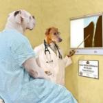 Dog X-Rays