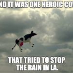 Cows can fly | AND IT WAS ONE HEROIC COW; THAT TRIED TO STOP THE RAIN IN LA. | image tagged in cows can fly | made w/ Imgflip meme maker