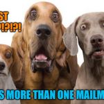 shocked dogs | A POST OFFICE?!?!?! THERE'S MORE THAN ONE MAILMAN?!?! | image tagged in shocked dogs | made w/ Imgflip meme maker