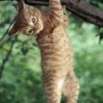 Cat hanging from tree