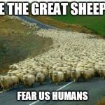 This is how the 1st sheep war begins | WE ARE THE GREAT SHEEP ARMY; FEAR US HUMANS | image tagged in scumbag,sheep,army | made w/ Imgflip meme maker