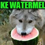 Watermelon Wolf | I LIKE WATERMELON | image tagged in watermelon wolf | made w/ Imgflip meme maker