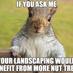 Advice giving squirrel | IF YOU ASK ME; YOUR LANDSCAPING WOULD BENEFIT FROM MORE NUT TREES. | image tagged in advice giving squirrel | made w/ Imgflip meme maker