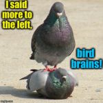Hard to find a good masseur these days.... | I said more to the left, bird brains! | image tagged in pigeon massuer,memes,evilmandoevil,funny | made w/ Imgflip meme maker