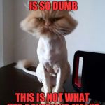 Shaved Pussy Cat | THAT BLONDE IS SO DUMB; THIS IS NOT WHAT HER BOYFRIEND MEANT | image tagged in shaved pussy cat | made w/ Imgflip meme maker