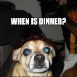 Hungry Chiquaqua | WHEN IS DINNER? I'M FIRST RIGHT!!! | image tagged in disapointed dog,dog food,dogs | made w/ Imgflip meme maker