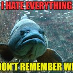 Grumpy Fish | I HATE EVERYTHING; I DON'T REMEMBER WHY | image tagged in grumpy fish,memes | made w/ Imgflip meme maker