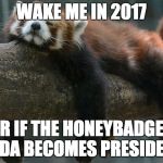 sleepy redpanda | WAKE ME IN 2017; OR IF THE HONEYBADGER PANDA BECOMES PRESIDENT. | image tagged in sleepy redpanda | made w/ Imgflip meme maker