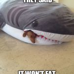 Dachshund In Pillow | GET A SHARK PILLOW THEY SAID; IT WON'T EAT YOU THEY SAID | image tagged in dachshund in pillow,shark pillow,it will be fun they said,they said,dachshund | made w/ Imgflip meme maker