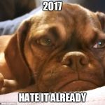 Grumpy Dog | 2017; HATE IT ALREADY | image tagged in grumpy dog | made w/ Imgflip meme maker