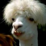 bad hair day llama