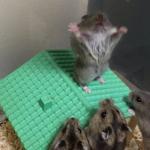 Hamster King of the Mountain