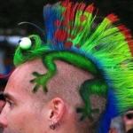 Rainbow lizard mohawk