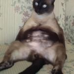 Siamese Kitty Belly meme
