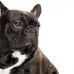 Black Frenchie French Bulldog