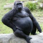 Sexy gorilla