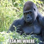 Gorilla pwns | GO AHEAD; ASK ME WHERE I GET MY PROTEIN | image tagged in gorilla,vegan,veganism,vegan4life | made w/ Imgflip meme maker