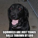 Black Labs Matter | SQIRRRELS ARE JUST TENNIS BALLS THROWN BY GOD | image tagged in black labs matter | made w/ Imgflip meme maker