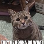 Worried Cat | WAIT A SECOND... THEY'RE GONNA DO WHAT TO SOCIAL SECURITY?!? | image tagged in worried cat | made w/ Imgflip meme maker
