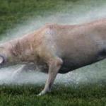 dog sprinkler