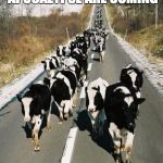Cows on Road | THE COWS OF THE APOCALYPSE ARE COMING | image tagged in cows on road | made w/ Imgflip meme maker