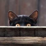 sneaky cat eyes