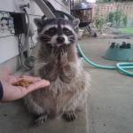 For me raccoon