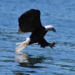 Eagles on Lake Cumberland