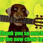 That's not a chew toy! | Thank you so much for the new chew toy! | image tagged in dog with guitar,crazy dog,bad dog | made w/ Imgflip meme maker