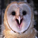 Excited Owl