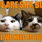 Moving cats | WE ARE SHY, BUT; ALL WE NEED IS LOVE. | image tagged in moving cats | made w/ Imgflip meme maker