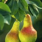pear facts