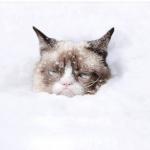 Grumpy Cat snow