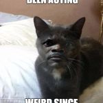 Samuel L Catson | THE CAT HAS BEEN ACTING; WEIRD SINCE TRUMP WON | image tagged in samuel l catson | made w/ Imgflip meme maker
