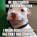 Im like mehe | HE PRETENDED TO THROW A STICK; I MEAN REALLY. DIDNT SEE THAT ONE COMING. | image tagged in im like mehe | made w/ Imgflip meme maker