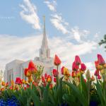 Ogden LDS Temple Tulips