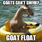 he went there | GOATS CAN'T SWIM? GOAT FLOAT | image tagged in floating goat,memes | made w/ Imgflip meme maker