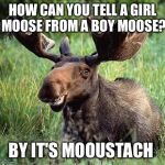 Bad Pun Moose | HOW CAN YOU TELL A GIRL MOOSE FROM A BOY MOOSE? BY IT'S MOOUSTACH | image tagged in smiling moose,memes | made w/ Imgflip meme maker