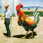 Gran gallo