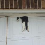 Cat in garage door